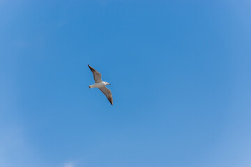 Seagull spread wings wider and flying clear sky during the sunny day