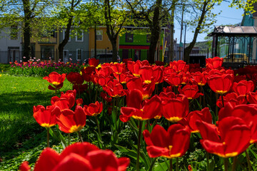 A large garden bed of orange tulips with long vibrant green leaves and stems.  The light is shining through the flowers.  There's a couple of red tulips mixed among the orange tulip blossoms. 