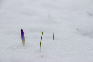 first crocus in snwo