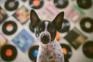 Black and White spotted puppy standing in front of Vinyl Record Wall