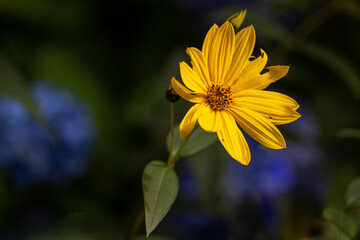 The bright yellow bloom of a black-eyed Susan flower with small buds in among the dark green background. The plant is bent facing the sunlight. There's one single green leaf on the flower's thin stem.