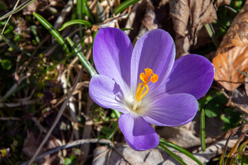 purple crocus flower