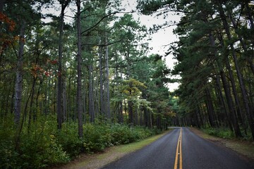 road through forest of pine trees in east texas in early morning