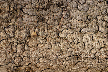 Tree bark texture