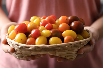 Colorful cherry tomatoes in a basket holding by woman hand, Organic vegetables