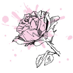 Hand drawn rose. Vector illustration. Vintage tattoo style rose. Flower motif sketch for design. Ink illustration isolated.