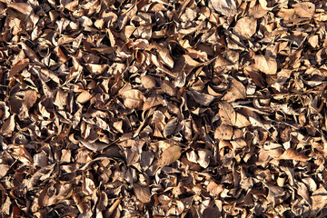 Dead leaves