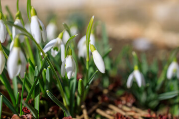 Fototapeta premium Snowdrop flowers, soft focus, perfect for postcard