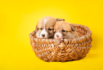 Dwa szczeniaki w koszyku. Zdjęcie studyjne na żółtym tle. © nitka_zaplatana