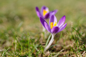 Spring Crocus Flowers