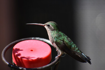 Hummingbird on a feeder