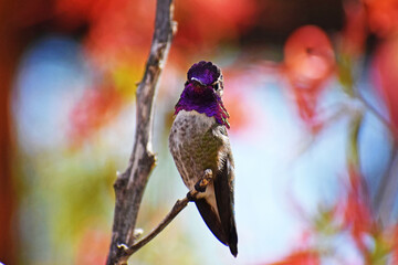 Costa's Hummingbird showing off his gorget