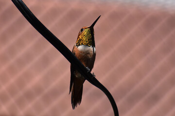 Rufous Hummingbird showing off his golden gorget