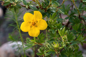 Yellow flower of Potentilla shrub in the garden close up - obrazy, fototapety, plakaty