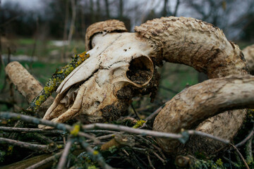 Fototapeta na wymiar Old goat or sheep skulls in a countryside