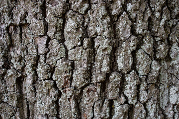 bark of a tree