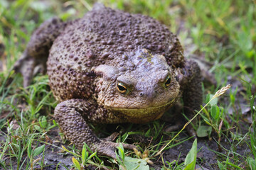 Big fat toad crawling along the grass path