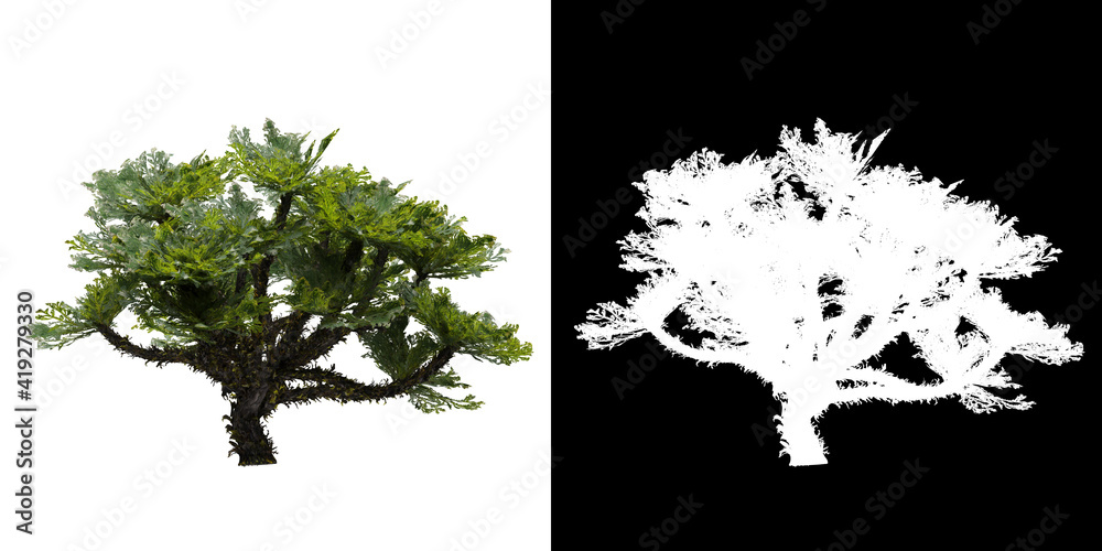 Canvas Prints left view of tree (selaginella tamariscina) png with alpha channel to cutout 3d rendering
