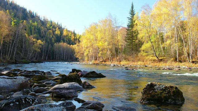 Video of Altai river Kumir in Autumn season. River rapids near Girl's Plyosy. Siberia, Russia.