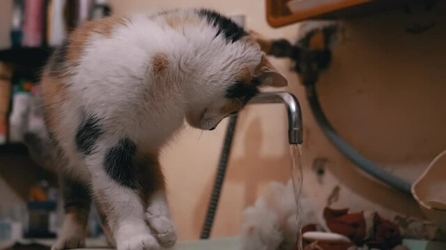 Curious Multicolored Domestic Cat Examines Running Water from Bathroom Faucet