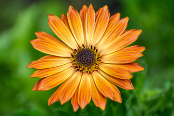 flower with orange and yellow petals