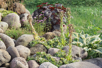 Blooming evergreen groundcover plant Sempervivum known as Houseleek in rockery