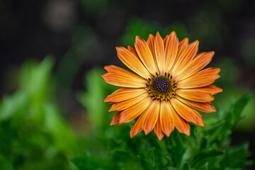 flower with orange and yellow petals