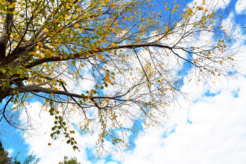 青空を背景にカツラの木の黄葉