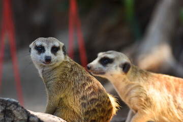Fototapeta premium Meerkats who love to dig holes as a family are wary of their enemies. Herd-loving Australian wildlife