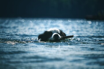 Border collie © KrystianZielinski