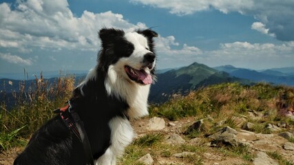 Border collie © KrystianZielinski