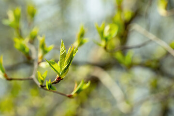 New leaves bloom from their buds on the branches of the tree. Beautiful spring background