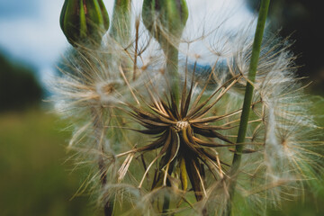 macro © KrystianZielinski