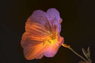 Fototapeta na wymiar Glorious Glowing Flower Blossom