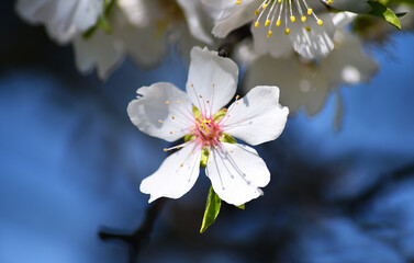 almond flower in spring 