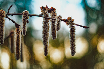 icicles on a branch © KrystianZielinski