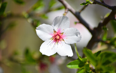 almond flower in spring 