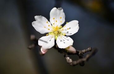 almond flower in spring 