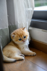 British shorthair kitten, golden color, cat sitting on wooden floor in relax house, floating by window, very cute and adorable face.