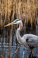 Great Blue Heron