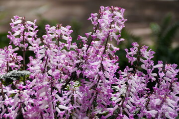 Obraz premium Purple clusters of Spurflower 'Velvet Lady' with scientific name Plectranthus
