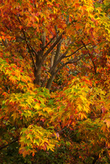 Silver maple tree and fall foliage at Arnold Arboretum, Boston, Massachusetts.