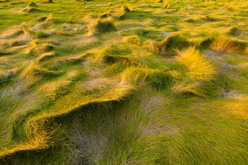 Grass in a tidal marsh along the Great Island Trail and Wellfleet Bay in Cape Cod National Seashore, Wellfleet, Massachusetts.