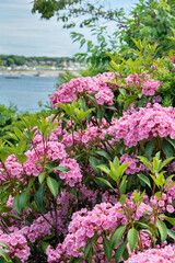 Obraz premium Mountain Laurel, Annisquam, Massachusetts, USA.