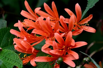 オレンジ色の花が鮮やかなキツネノカミソリ