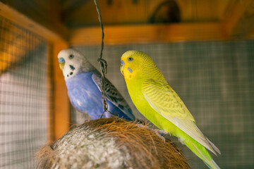 Cute blue and yellow parakeet in the huge cage