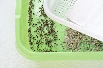 Growing fresh micro greens, seedsin sprouter. concept of a healthy lifestyle and diet. Microgreen are young vegetable green or sprouts, superfood, eco food., top view