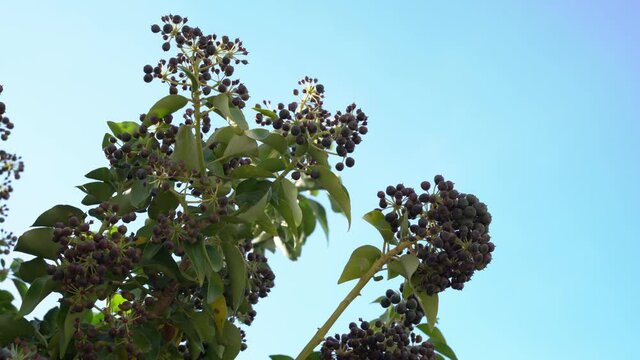 Clusters of sweet hackberries on branches covered with dense foliage swing in the wind on warm sunny day in garden, city park or forest, bottom-up view.