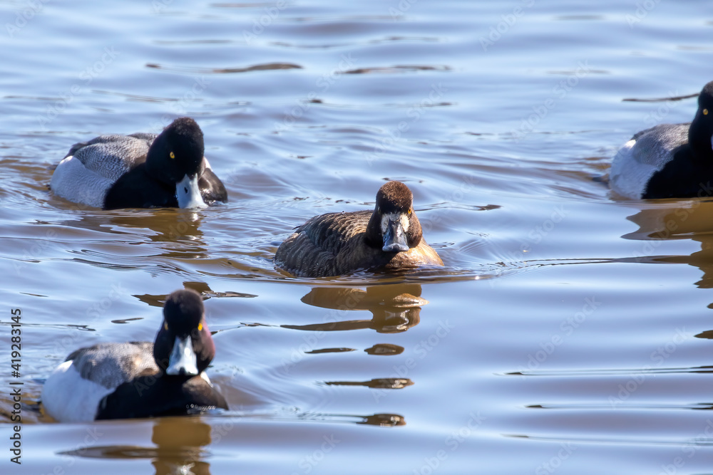 Sticker The flock of greater scaup (Aythya marila ),  on a river in Wisconsin in winter during a migration to the north.