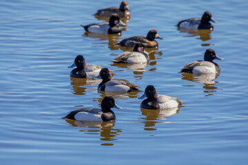 The flock of greater scaup (Aythya marila ),  on a river in Wisconsin in winter during a migration to the north.
